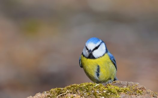 野生黄腹蓝冠山雀摄影图片