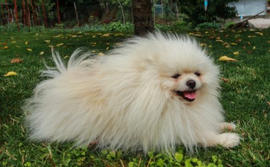 可爱白色博美犬图片