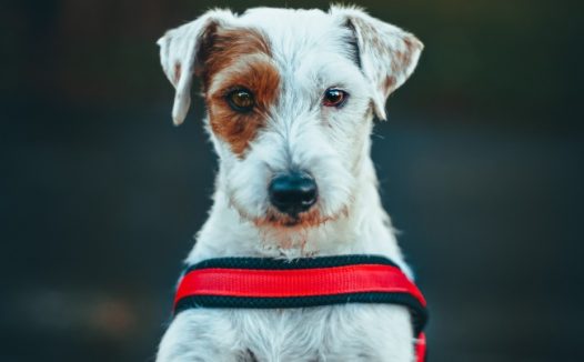 可爱家养狗狗图片