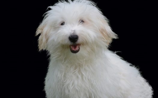 白色萌狗狗可爱图片