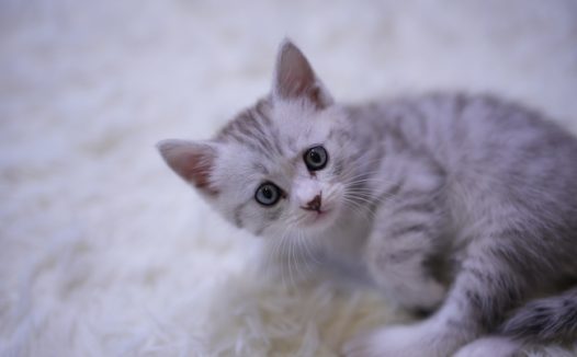 躺在白色地毯上玩耍的小猫图片