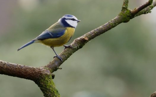 野生小鸟摄影图