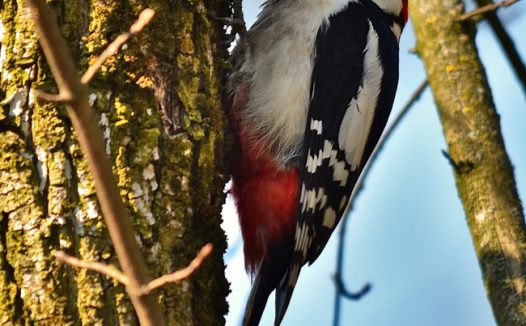 环颈啄木鸟树干捉虫子图片