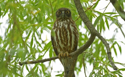 树枝上的猫头鹰图片