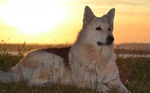 杂交雪橇犬图片