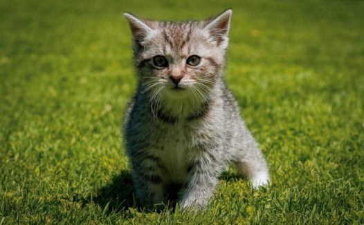 暖春绿色草地可爱小猫图片