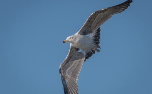展翅高飞的黑背鸥摄影图片