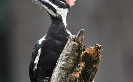 野生金冠啄木鸟摄影图片