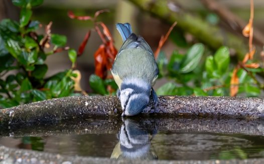 站在水缸旁边的蓝山雀图片