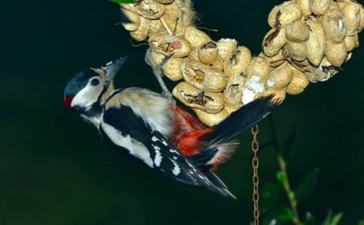 大斑啄木鸟图片