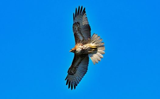 蓝色天空自由翱翔的红尾鹰图片
