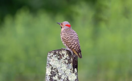 站在木头上的啄木鸟图片