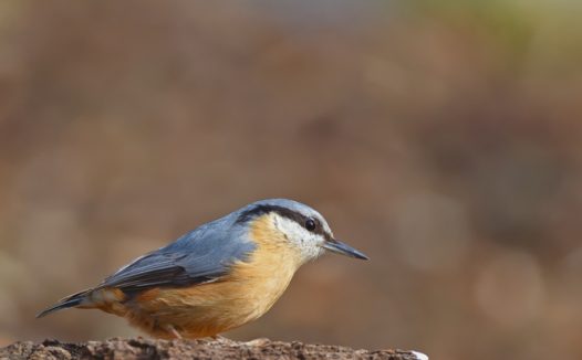 停歇在石头上的五十雀图片