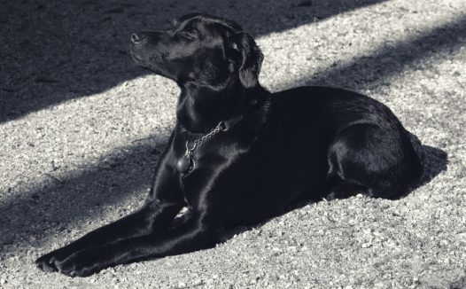 纯黑色拉布拉多犬图片