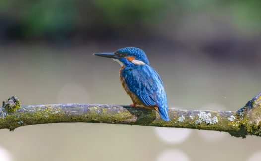 站长树枝上的蓝色翠鸟图片