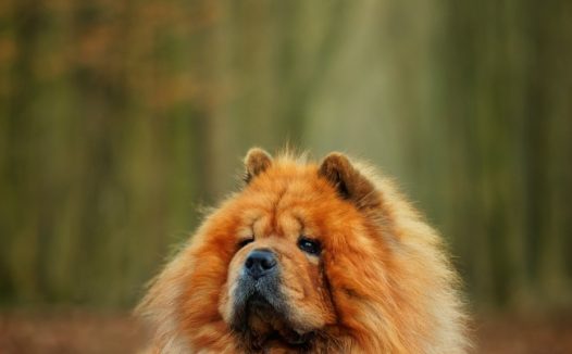 可爱松狮犬狗狗图片