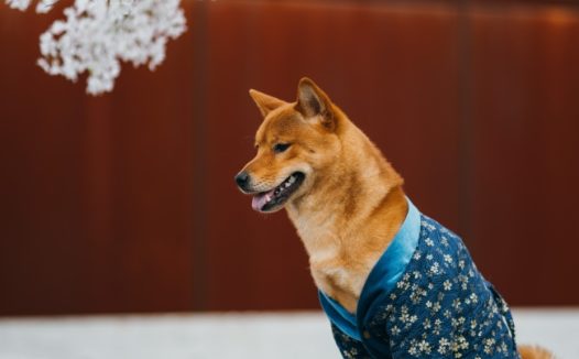 秋田犬狗狗图片