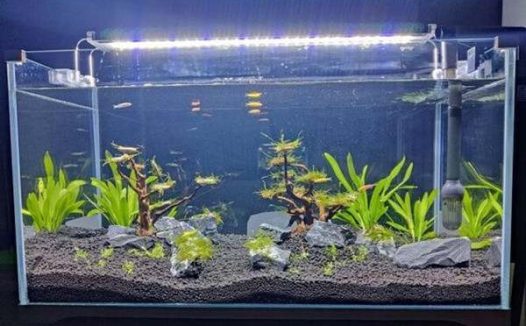 有水草的鱼缸要增氧吗