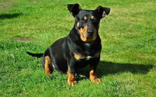 草坪上黑色小狗图片