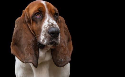 纯种巴吉度猎犬图片