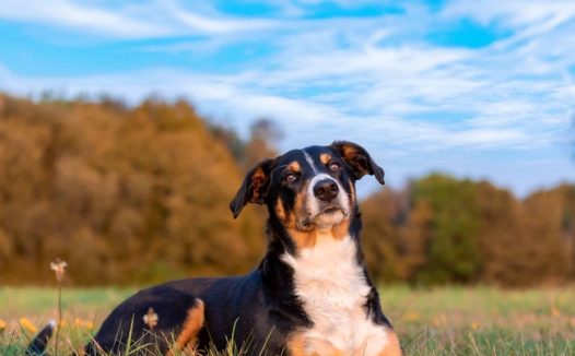 蓝色天空草地树木牧羊犬图片
