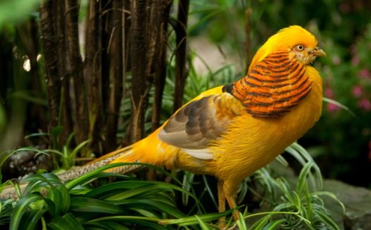 金黄色锦鸡图片