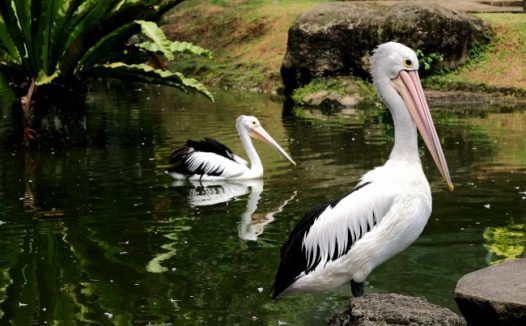 池塘两只大嘴鹈鹕图片