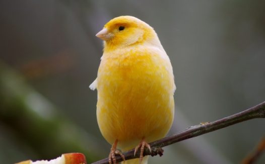 漂亮金丝雀图片