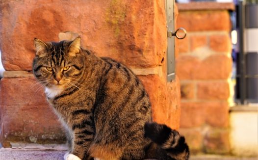 家养可爱小花猫图片