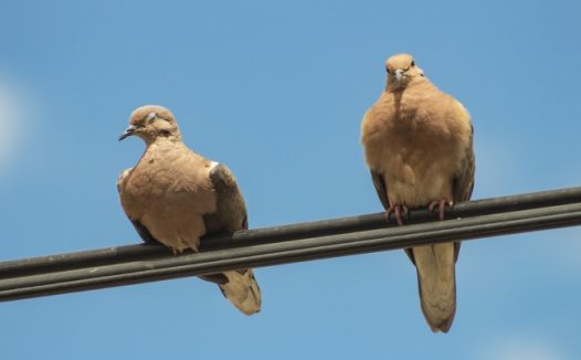 两只灰鸽子图片
