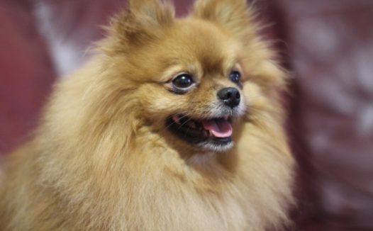 毛绒宠物狗可爱图片