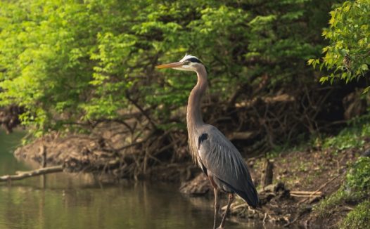 苍鹭栖息在大岩石上图片