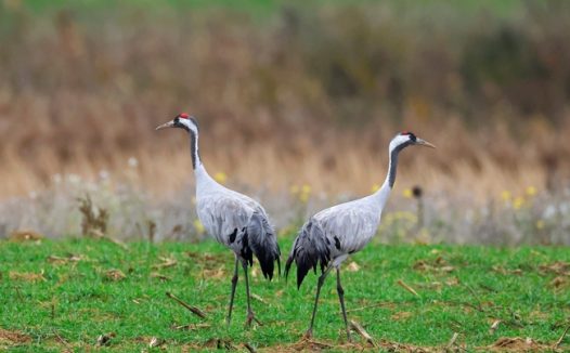 两只灰色白头鹤图片
