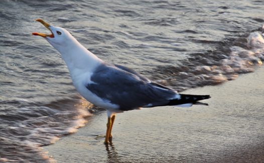 海滩张嘴大叫的海鸥图片