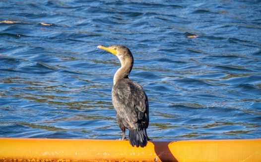 湖边野生鸬鹚图片