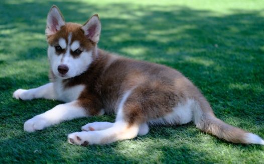 赫斯基狗狗图片