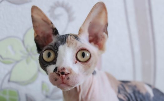 斯芬克斯宠物猫图片