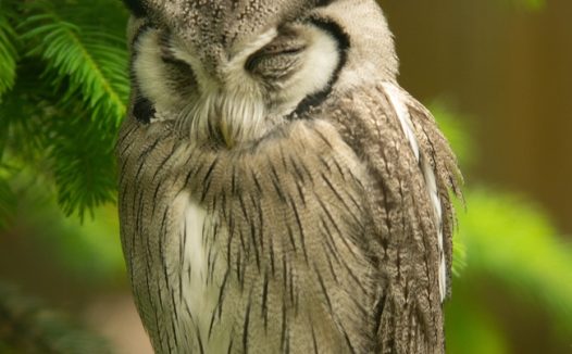 站在树枝上打瞌睡的大灰猫头鹰图片