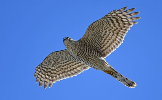 蓝色天空自由飞翔凤头鹰图片