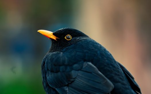 黑色八哥鸟摄影图片