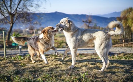 两只中华田园犬打闹图片