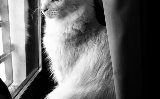 黑白可爱长毛猫图片