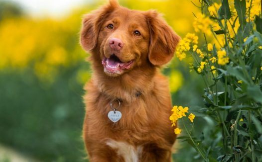 油菜花海金毛犬图片