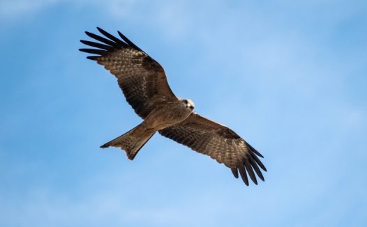 蓝色天空猛禽飞行图片