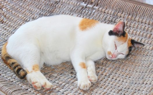 白色小猫睡觉图片