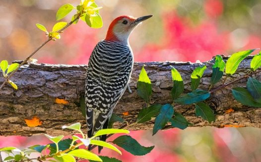 站在树干上的野生飞禽摄影图片