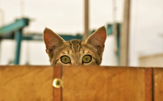 可爱小花猫偷窥图片