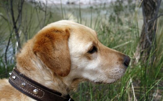 小型拉布多拉犬图片
