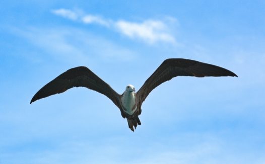 野生海鸥展翅翱翔图片