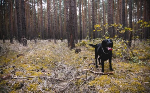 黑色拉布拉多犬图片